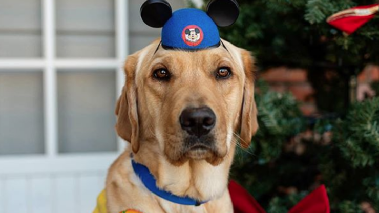 This Service Dog's Disneyland Trip Will Melt Your Heart